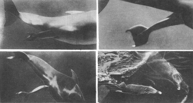 Кит - doc2fb_image_0200001D.jpg