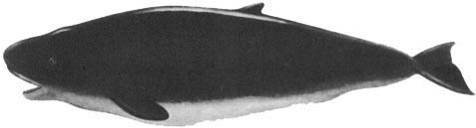 Кит - doc2fb_image_02000023.jpg