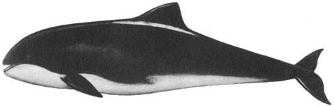 Кит - doc2fb_image_02000028.jpg