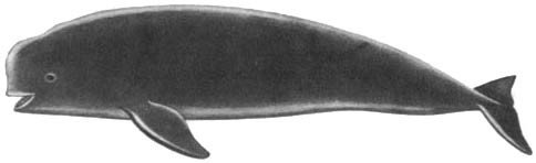 Кит - doc2fb_image_0200002A.jpg