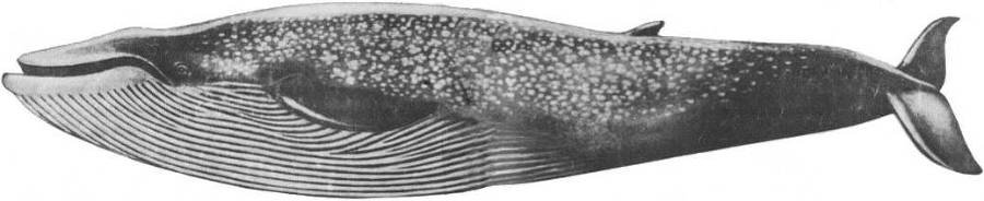 Кит - doc2fb_image_0200002C.jpg