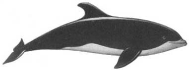 Кит - doc2fb_image_02000031.jpg