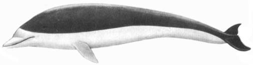 Кит - doc2fb_image_02000033.jpg