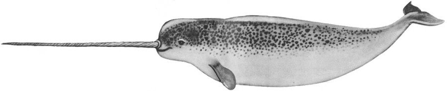 Кит - doc2fb_image_02000034.jpg