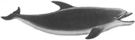 Кит - doc2fb_image_02000037.jpg