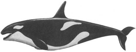 Кит - doc2fb_image_02000039.jpg