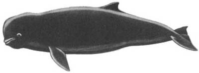 Кит - doc2fb_image_0200003B.jpg