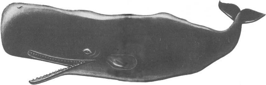 Кит - doc2fb_image_0200003E.jpg