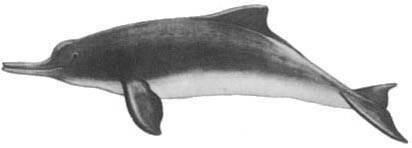 Кит - doc2fb_image_02000043.jpg