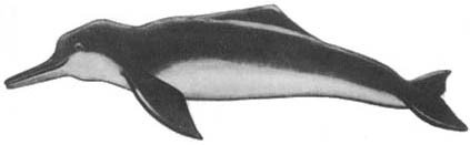 Кит - doc2fb_image_02000044.jpg