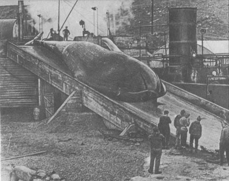 Кит - doc2fb_image_0200006A.jpg