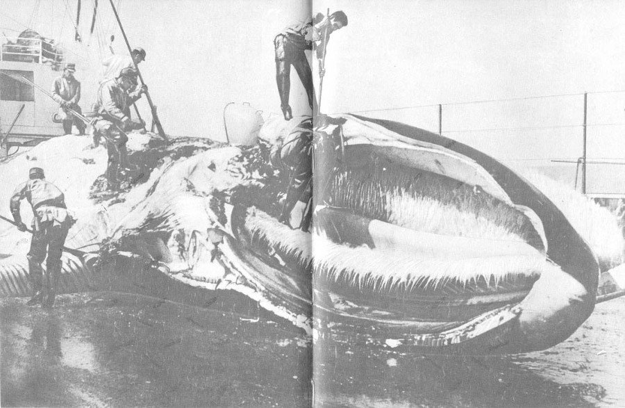 Кит - doc2fb_image_0200006C.jpg