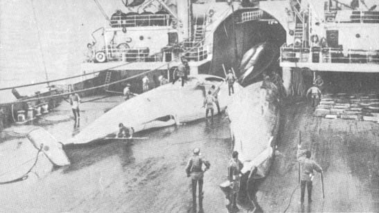 Кит - doc2fb_image_0200006D.jpg