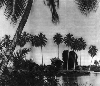 Австралия и острова Тихого океана - _157.jpg