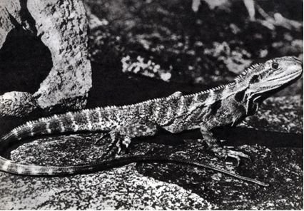 Австралия и острова Тихого океана - _16.jpg