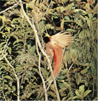 Австралия и острова Тихого океана - _163.jpg