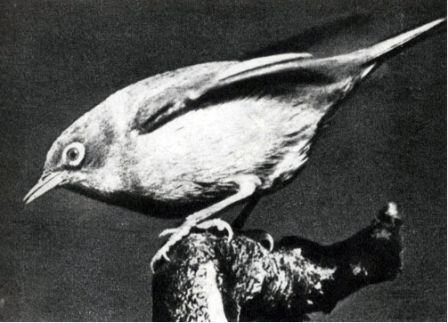 Австралия и острова Тихого океана - _175.jpg