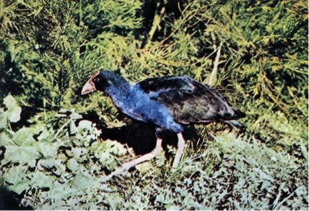 Австралия и острова Тихого океана - _177.jpg