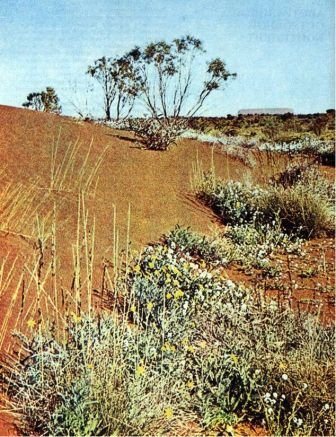 Австралия и острова Тихого океана - _6.jpg