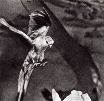 Австралия и острова Тихого океана - _60.jpg