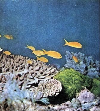 Австралия и острова Тихого океана - _87.jpg