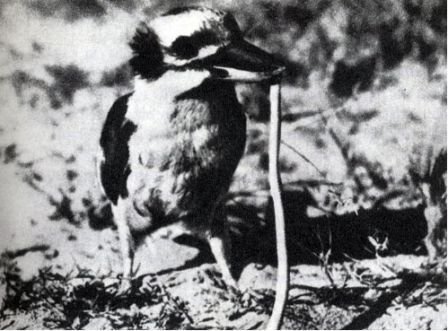 Австралия и острова Тихого океана - _105.jpg