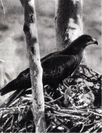 Австралия и острова Тихого океана - _110.jpg