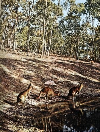 Австралия и острова Тихого океана - _12.jpg