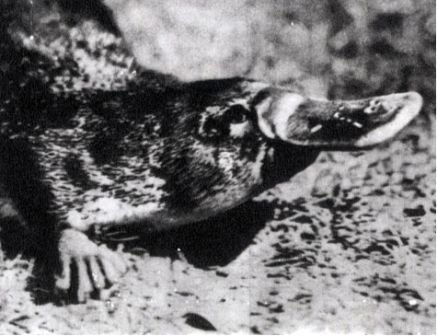 Австралия и острова Тихого океана - _13.jpg