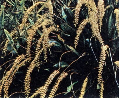 Австралия и острова Тихого океана - _166.jpg