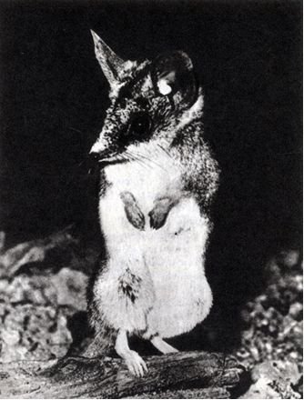 Австралия и острова Тихого океана - _17.jpg