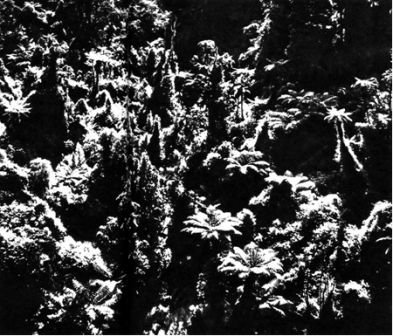 Австралия и острова Тихого океана - _176.jpg