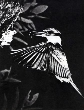 Австралия и острова Тихого океана - _180.jpg