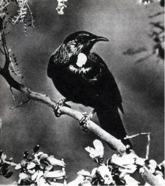 Австралия и острова Тихого океана - _181.jpg