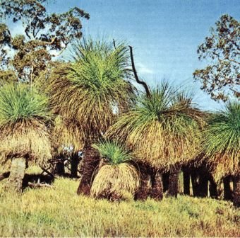 Австралия и острова Тихого океана - _24.jpg