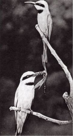 Австралия и острова Тихого океана - _61.jpg