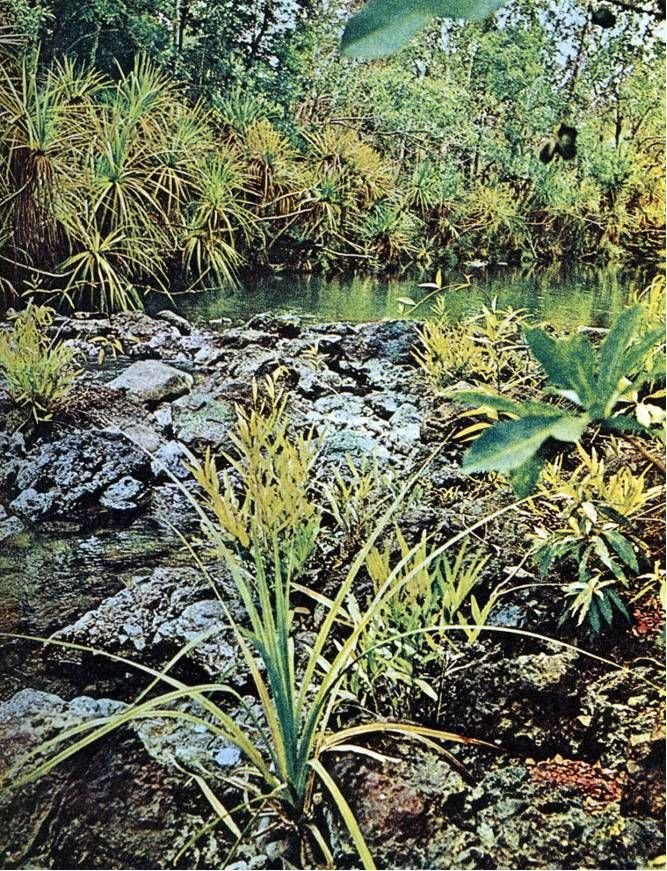 Австралия и острова Тихого океана - _7.jpg