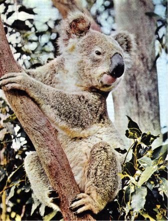 Австралия и острова Тихого океана - _9.jpg