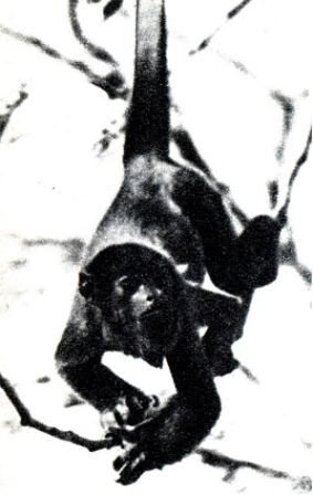 В краю гоацинов - doc2fb_image_0200000A.jpg