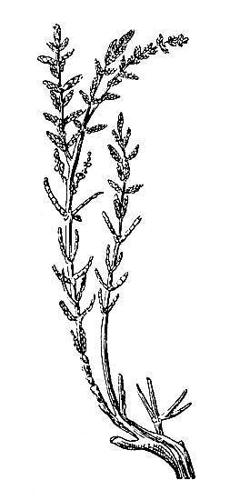 По тундрам, лесам, степям и пустыням - _101.jpg