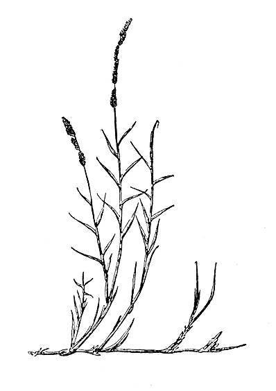 По тундрам, лесам, степям и пустыням - _102.jpg