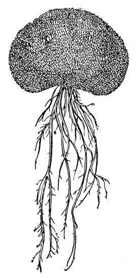 По тундрам, лесам, степям и пустыням - _13.jpg