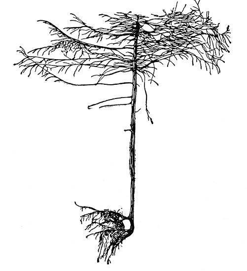 По тундрам, лесам, степям и пустыням - _21.jpg