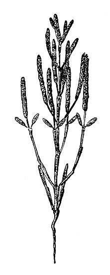 По тундрам, лесам, степям и пустыням - _100.jpg