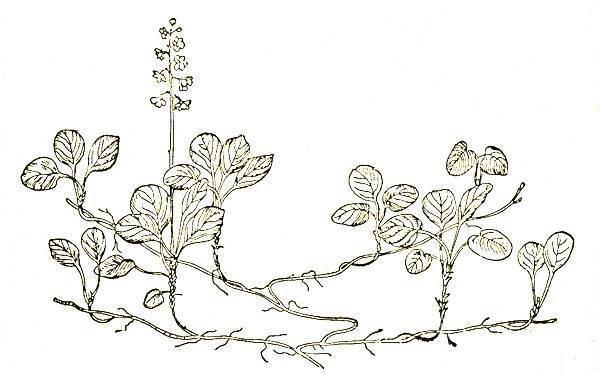 По тундрам, лесам, степям и пустыням - _22.jpg