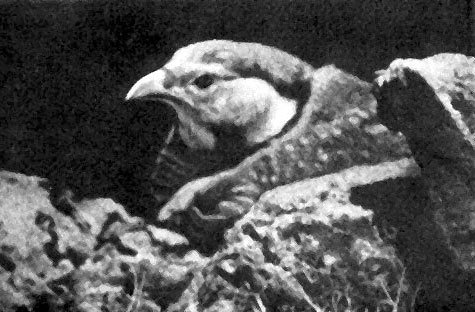 Неведомый Памир - doc2fb_image_02000019.jpg