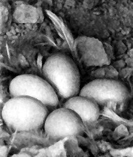 Неведомый Памир - doc2fb_image_0200001A.jpg