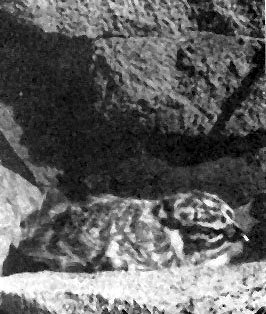 Неведомый Памир - doc2fb_image_0200001B.jpg