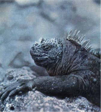 Зачарованные острова Галапагосы - doc2fb_image_02000007.jpg