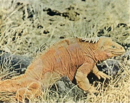 Зачарованные острова Галапагосы - doc2fb_image_02000009.jpg